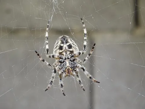 Angular Orbweaver spider (Araneus angulatus) 스톡 사진