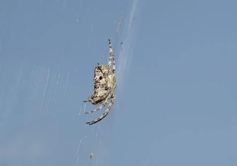 Angular Orbweaver spider (Araneus angulatus) Foto stock