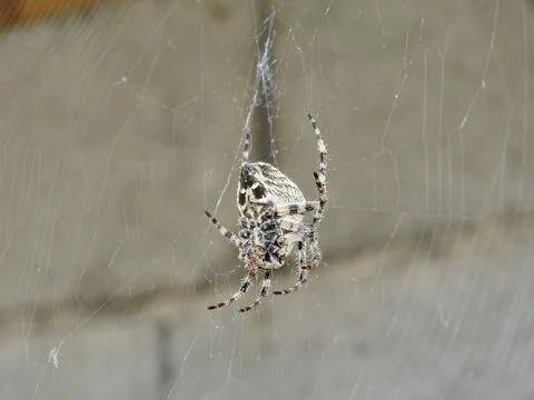 Angular Orbweaver spider (Araneus angulatus) Stock Photos