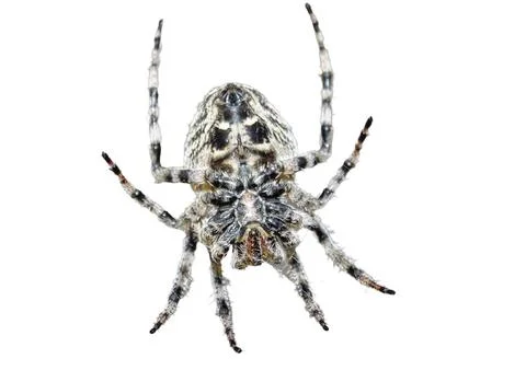 Angular Orbweaver spider (Araneus angulatus) isolated on white Stock Photos