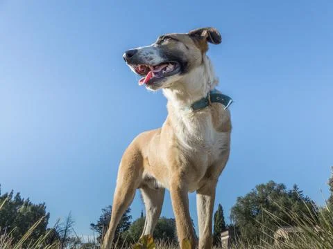 Angular shot from below of a dog 스톡 사진