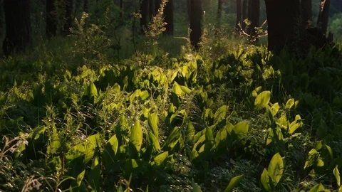 Angular Solomon's seal in the forest during sunset with speed up Video stock 77103961
