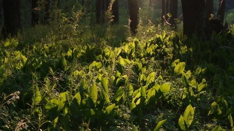 Angular Solomon's seal in the forest during sunset Video stock 77104062