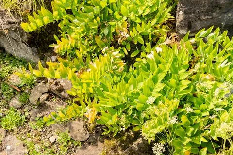 Angular Solomons seal or Polygonatum Odoratum plant in Zurich in Switzerlan.. Stock Photos