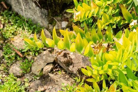 Angular Solomons seal or Polygonatum Odoratum plant in Zurich in Switzerlan.. Fotos de archivo