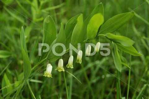 Angular Solomons Seal or Scented Solomons Seal Polygonatum odoratum with Stock Photos