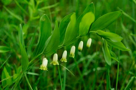 Angular Solomons Seal or Scented Solomons Seal Polygonatum odoratum with Stock Photos