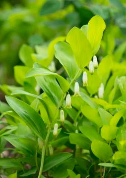 Angular Solomons Seal or Scented Solomons Seal Polygonatum odoratum flowering Stock Photos