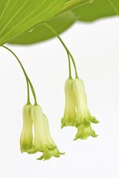 Angular solomon's seal (Polygonatum odoratum) 스톡 사진