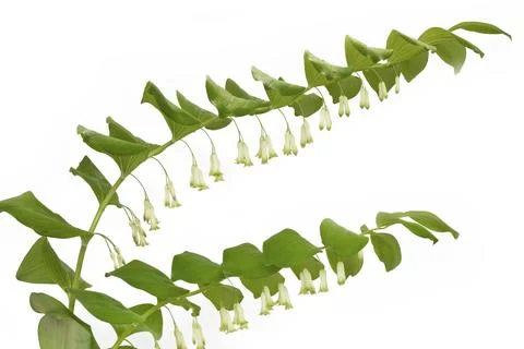 Angular solomon's seal (Polygonatum odoratum) 스톡 사진