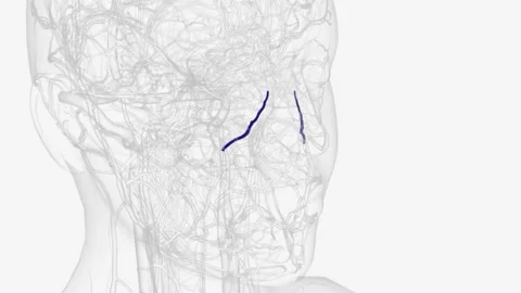 The angular vein is a vein located between the top of the nose and the eye Vídeo Stock 271050514