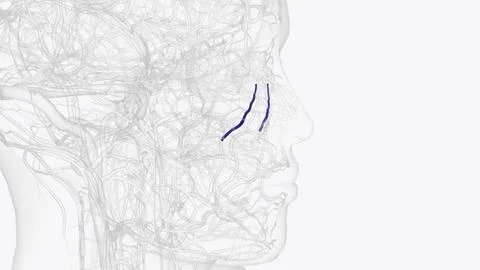 The angular vein is a vein located between the top of the nose and the eye Stock Illustration