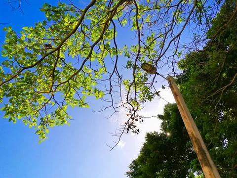 Angular view of blue sky with trees and light stick at day Stock Photos