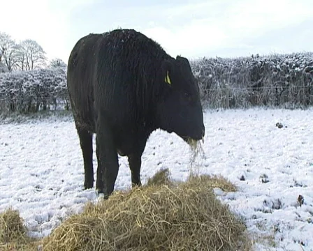 Angus bull Stock Footage 603518