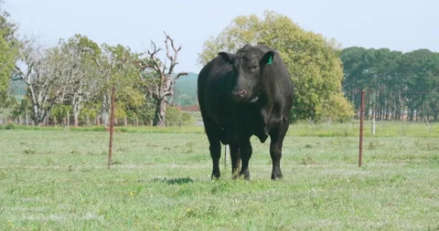 Angus bull Vídeo Stock 140269931