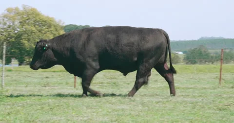 Angus bull Stock Footage 140271889