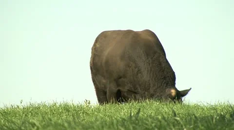Angus bull grazing 動画素材 12432543