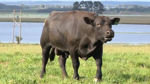 Angus bull mooing Stock Footage 100401509