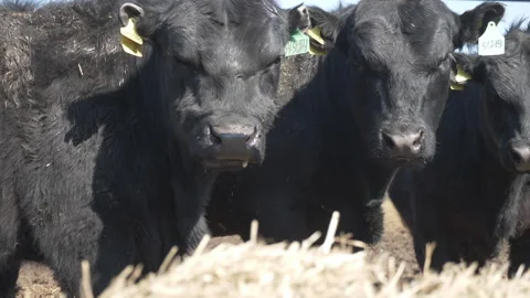 Angus bulls Stock Footage 239609354