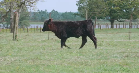Angus calf Vídeo Stock 140465484