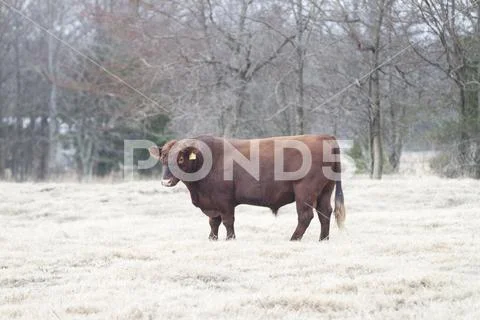 Angus Cattle Bull Stock Photos