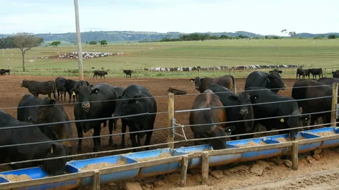 Angus cattle on confinement Stock Footage 144905252