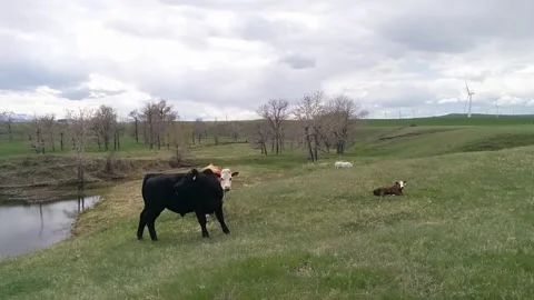 Angus Cattle on Farm Stock Footage 168911390