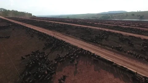 Angus cattle feedlot Stock Footage 153549612