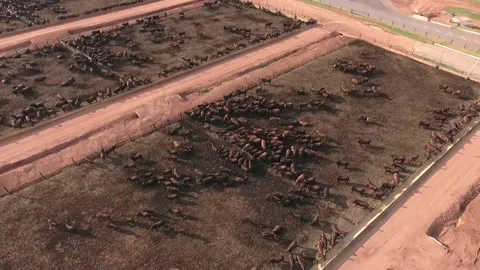 Angus cattle feedlot Stock Footage 153549616