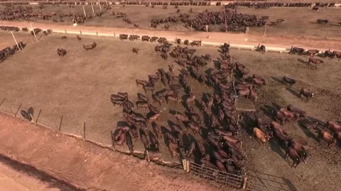 Angus cattle feedlot Video stock 153549648