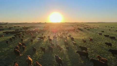 Angus cattle herd moving over lush fields of the Pampas, Argentina Stock Footage 163690953