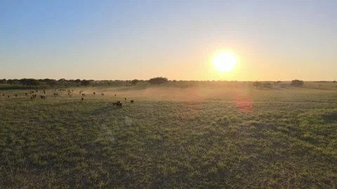 Angus cattle herd moving over grassland fields of the Pampas at sunrise, Stock Footage 244103507