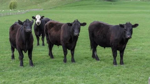 Angus cattle Fotos Stock