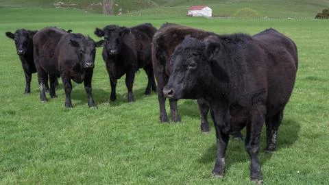 Angus cattle Fotos de archivo