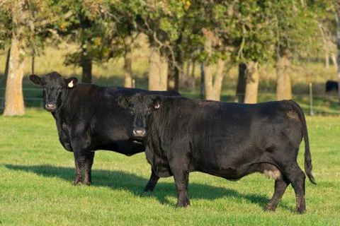 Angus Cattle Stock Photos