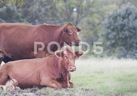 Angus Cattle, red angus cows, one standing, one laying down Stock Photos