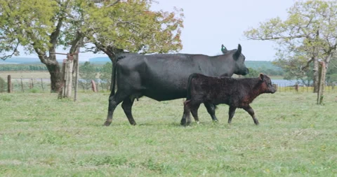 Angus cow with calf Stock Footage 140459728