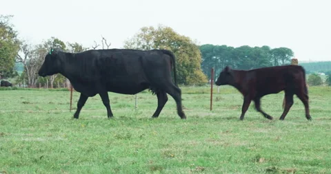 Angus cow with calf Vídeo Stock 140470330