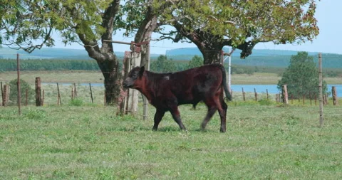 Angus cow with calf Vídeo Stock 140472294