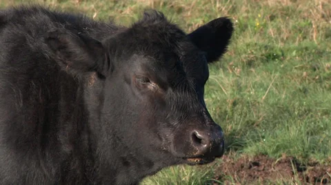 Angus cow in the field Vídeo Stock 34289341