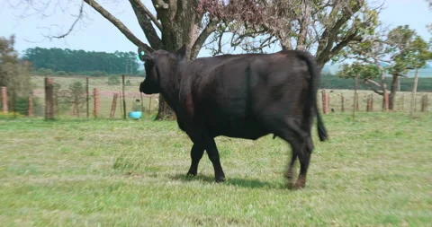 Angus cow Vídeo Stock 140467968
