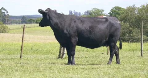Angus cow Vídeo Stock 151089751