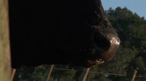 Angus cow head Vídeo Stock 34288638