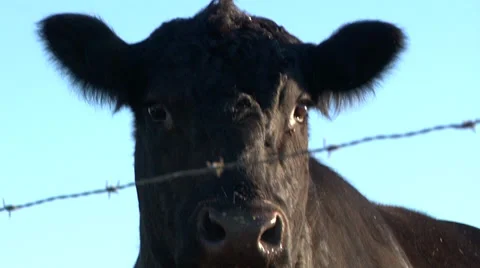 Angus cow nervous Vídeo Stock 34287435