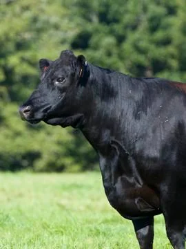 Angus Cow Stock Photos