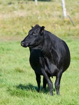 Angus Cow Stock Photos