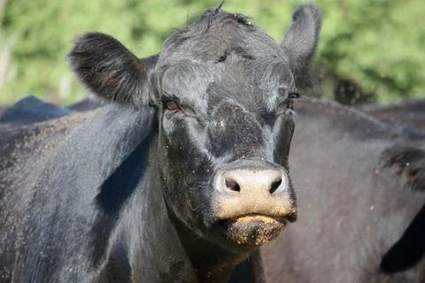 Angus Cow 스톡 사진