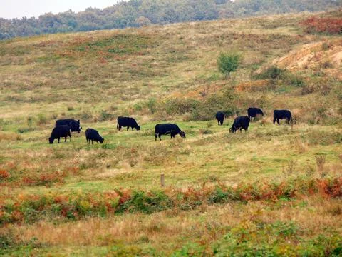 Angus cows in the field 스톡 사진