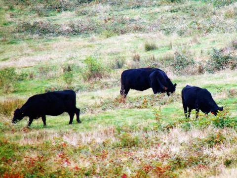 Angus cows in the field Photos