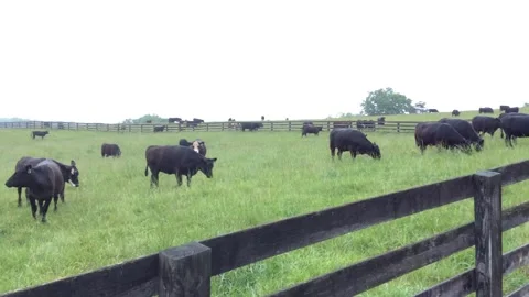 Angus Cows Stock Footage 159985582